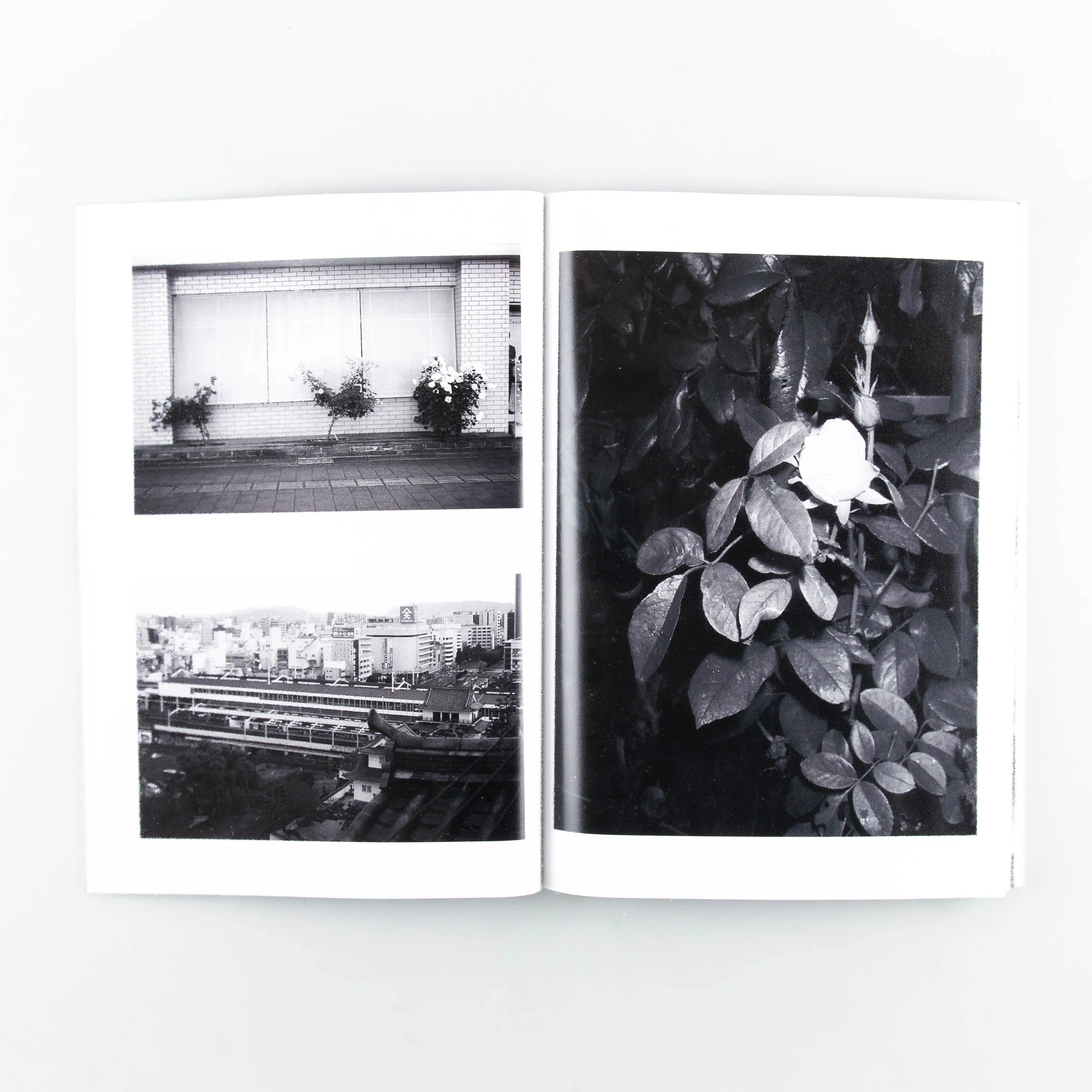 City of Roses - Image 9
