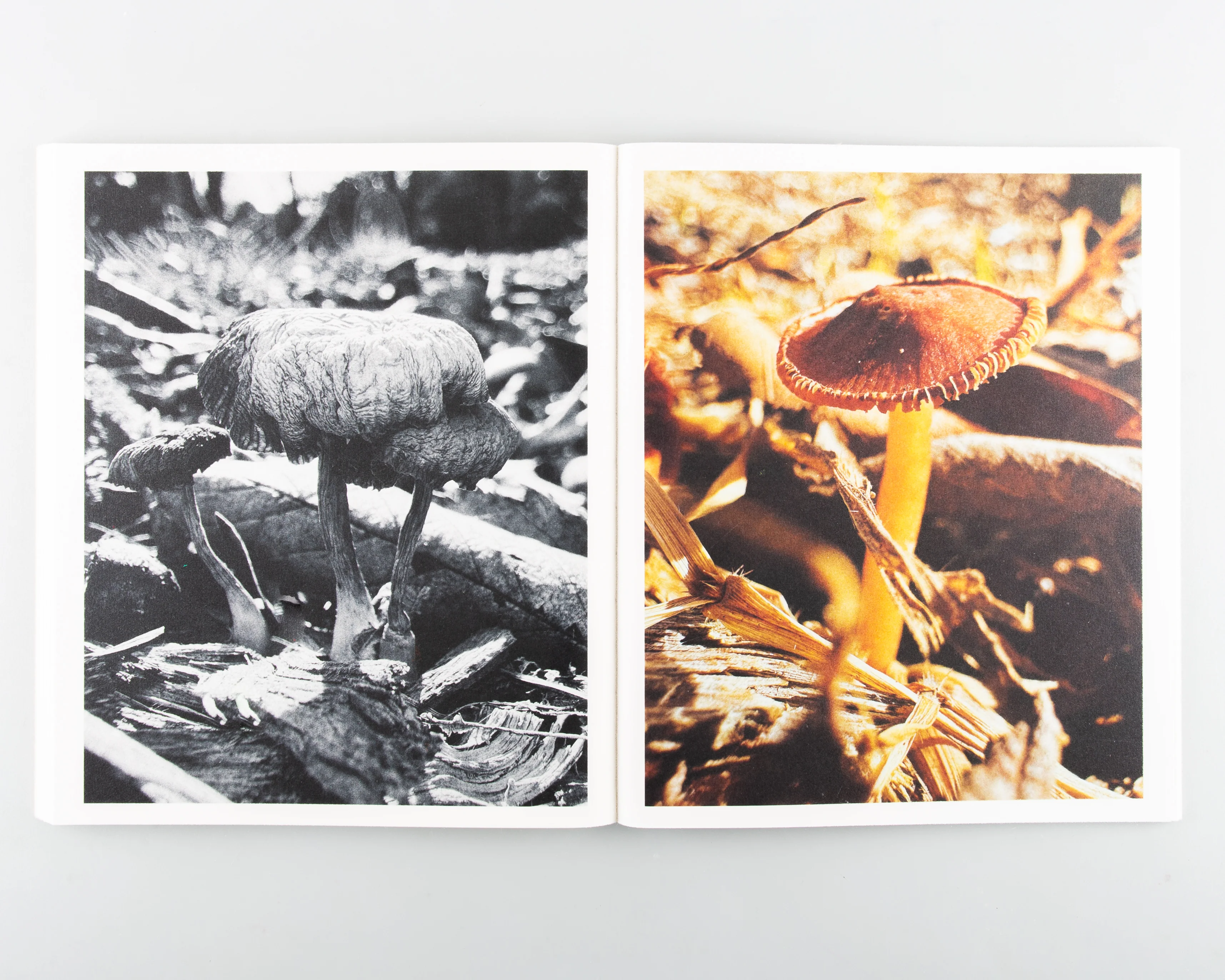 Fruiting Bodies - Image 10