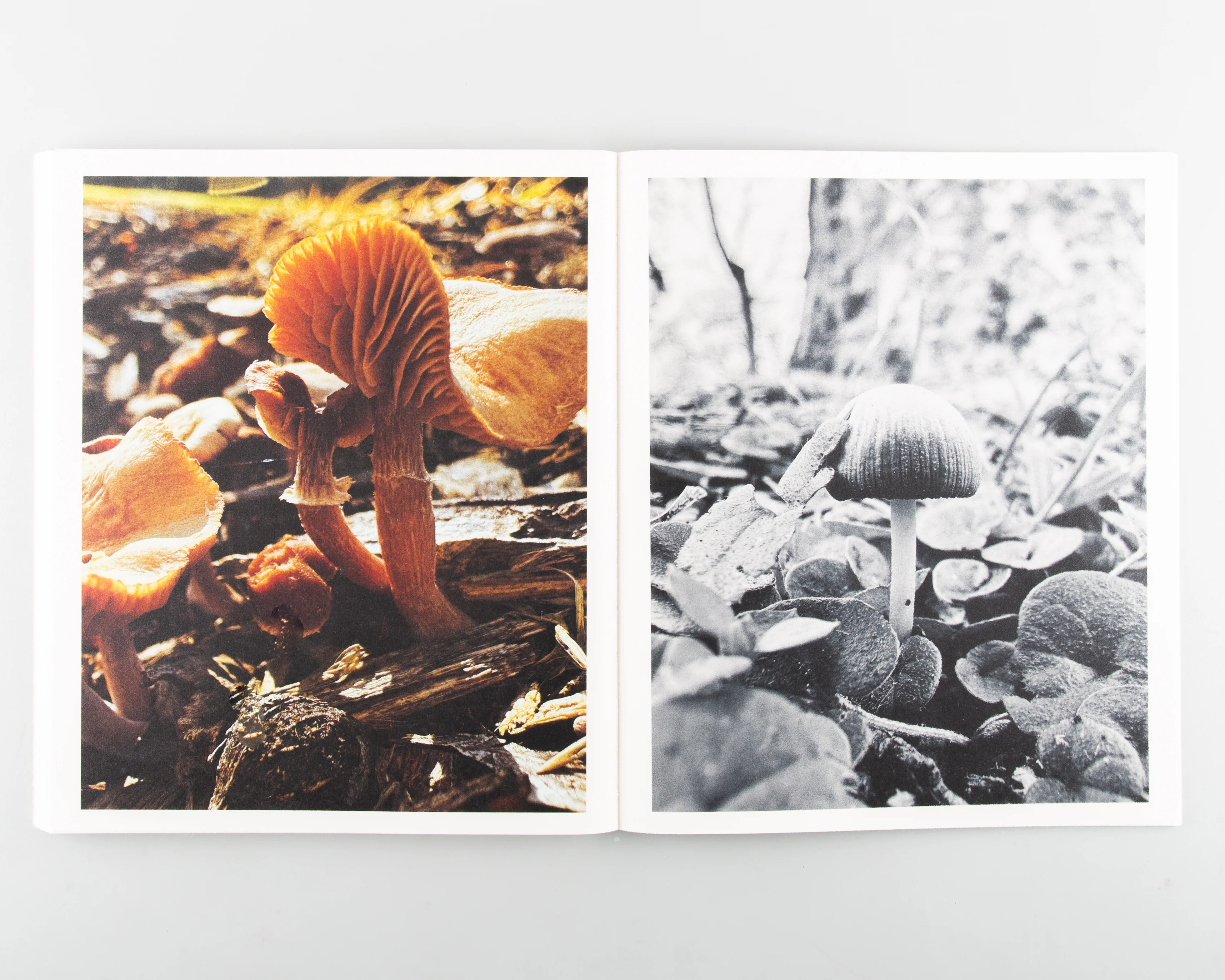 Fruiting Bodies - Image 12