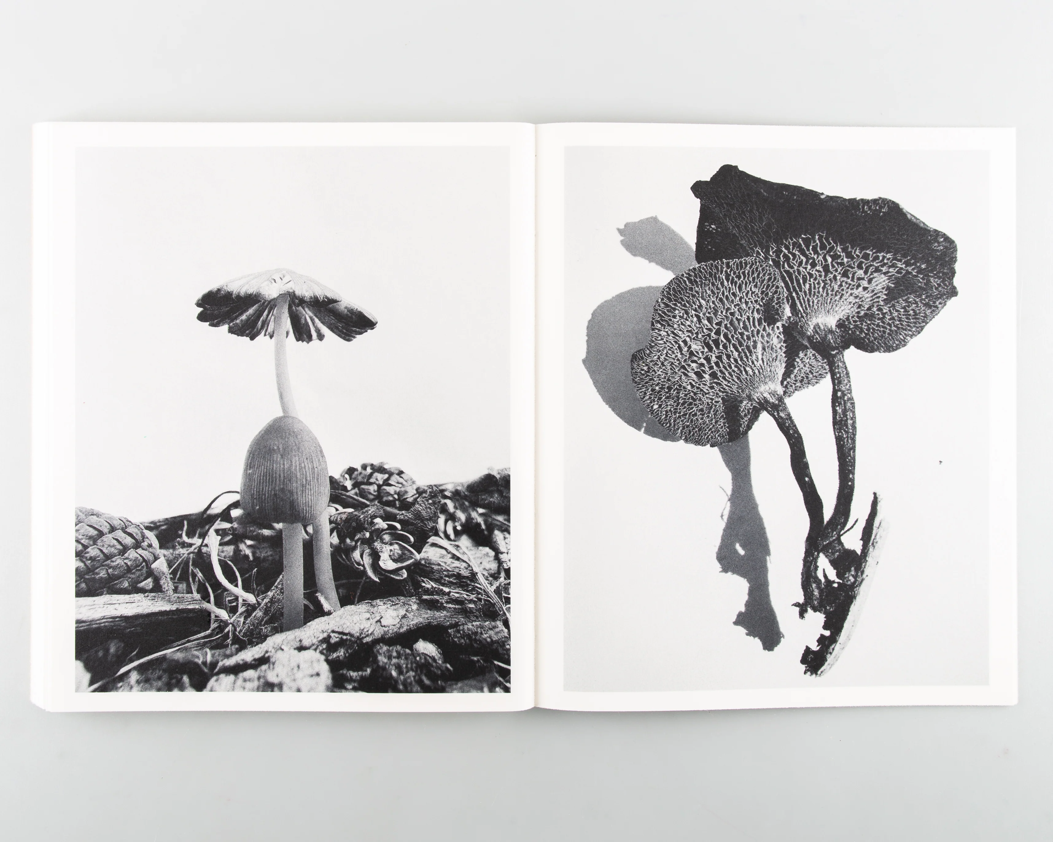 Fruiting Bodies - Image 13