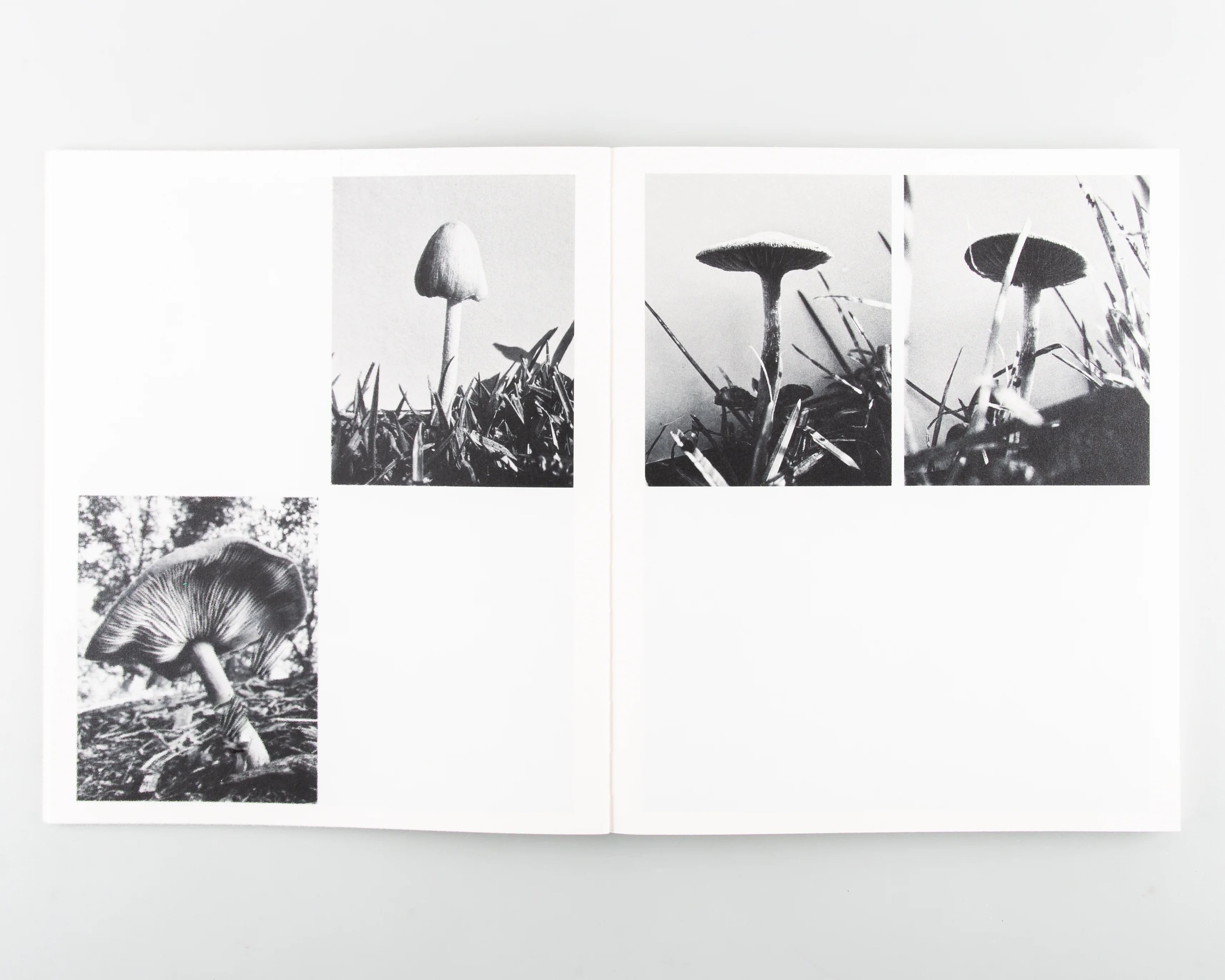 Fruiting Bodies - Image 4