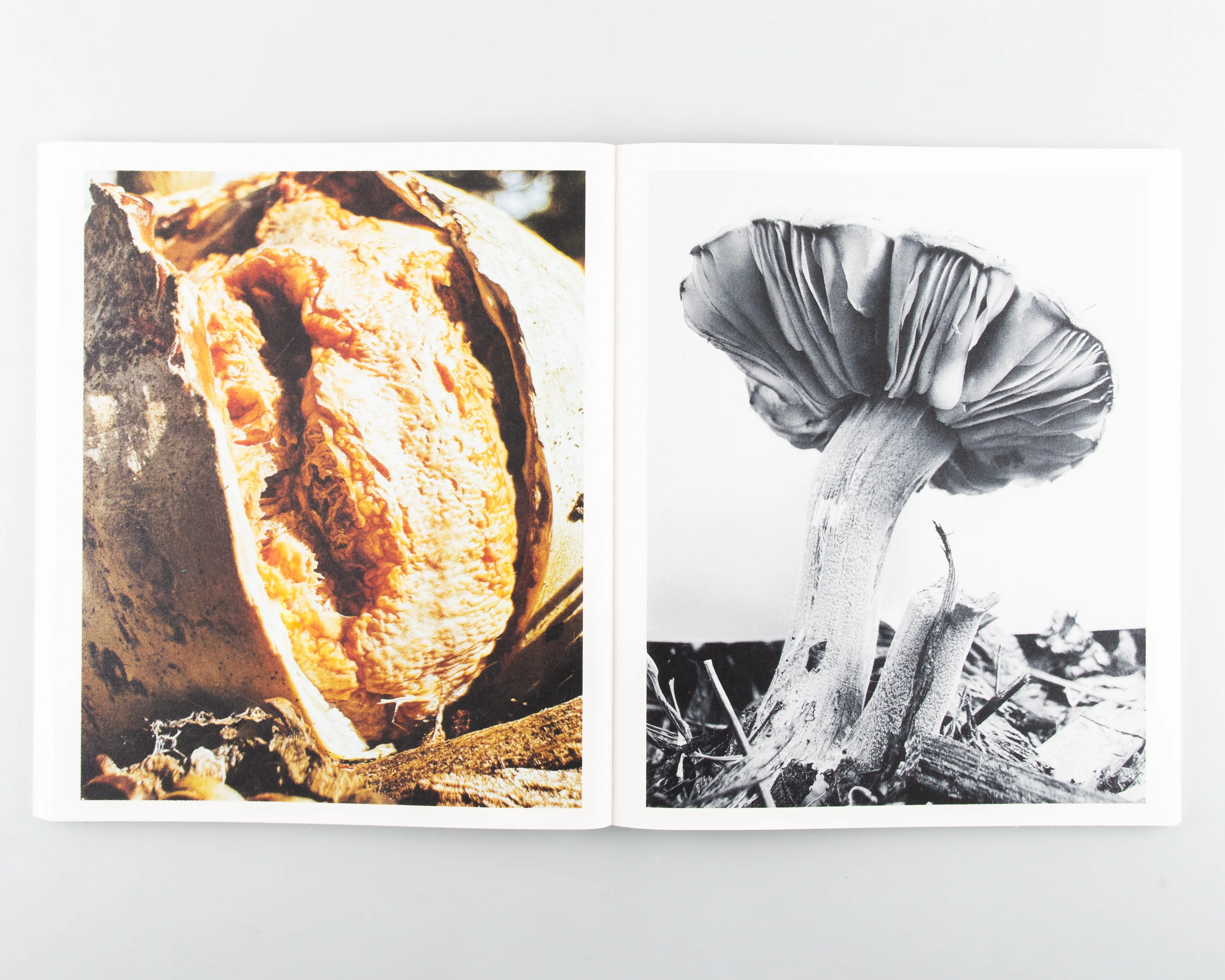 Fruiting Bodies - Image 8